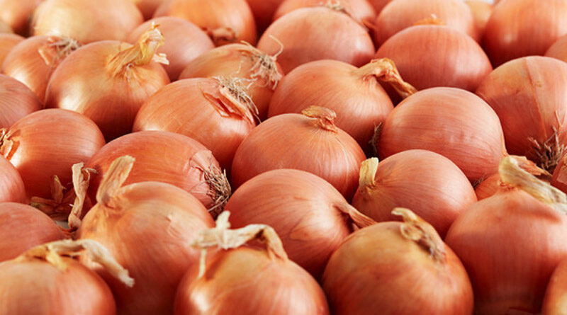 Early, positive start to New Zealand export onion season