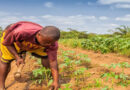 Empowering Smallholder Farmers to be Food System Change Agents