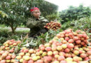 Vegetables and fruits exports reached 3.26 billion USD in 2020