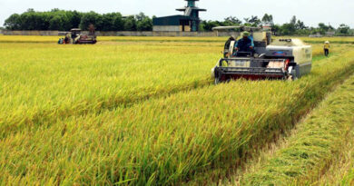 Rice export turnover up 10% in 2020