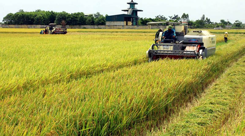 Rice export turnover up 10% in 2020