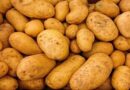 PAU produces foundation seed and certified seed of potato for farmers