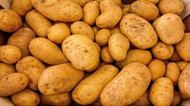 PAU produces foundation seed and certified seed of potato for farmers