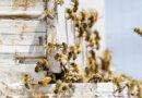 Pesticide Industry To Keep Bee-killing Pesticide Sulfoxaflor On Market Despite Known Risks To Endangered Species