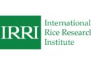 Unlocking rice gene diversity for food security