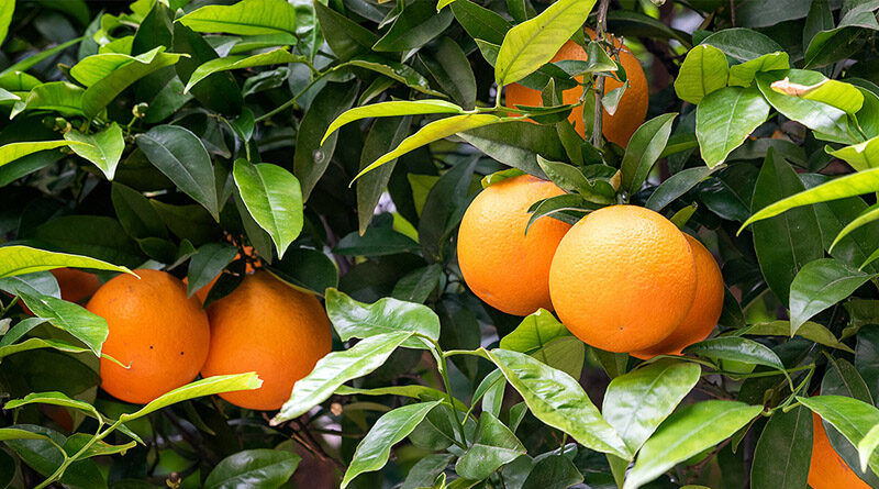 Trump EPA Approves Use Of Banned Pesticide To Address Citrus Greening Disease