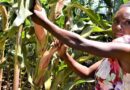 Drought-tolerant maize project pioneers a winning strategy for a world facing climate change