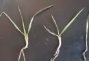 Early spring control to cut competition from wild oats