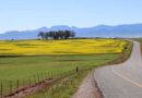Climate, canola and coping with changing conditions