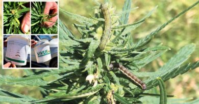 To All Growers: Heliothis Warning