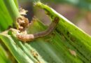 CABI study updates safer options for fall armyworm control in Africa