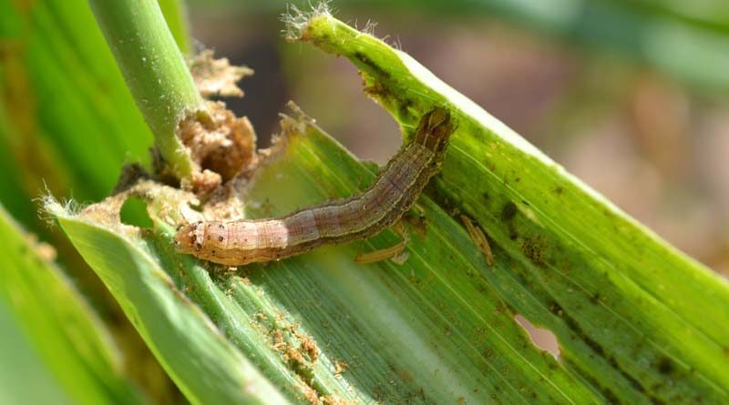 CABI study updates safer options for fall armyworm control in Africa