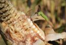 New research reveals factors influencing the parasitoids that help to control invasive fall armyworm