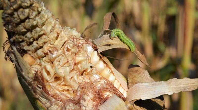 New research reveals factors influencing the parasitoids that help to control invasive fall armyworm