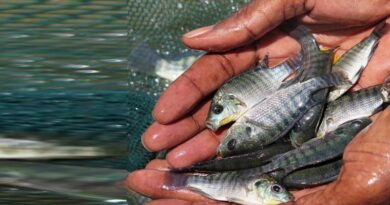 Global fisheries and aquaculture hard hit by COVID-19 pandemic, says FAO report