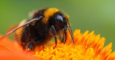 Opening brief filed in lawsuit challenging trump administration's expansion of bee-killing insecticide sulfoxaflor