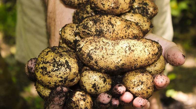 CABI ‘chips-in’ to help build capacity of potato growers in Punjab, Pakistan