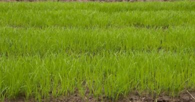 Use of Satellite Imagery-Based Yield and Crop Health Estimation in India