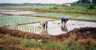 Promote Indigenous Varieties of Rice