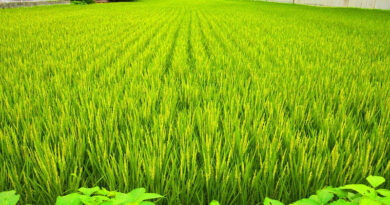 Agriculture schemes under implementation for small and marginal farmers by Indian Government