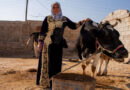 FAO in Syria improves smallholder breeders’ livestock production