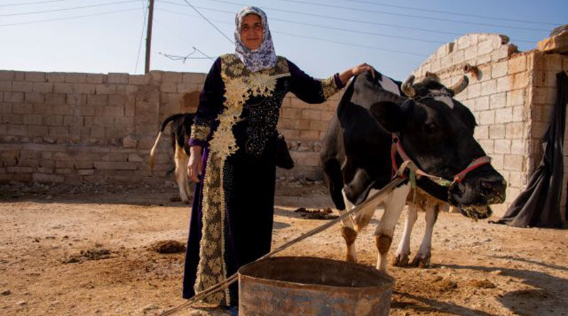 FAO in Syria improves smallholder breeders’ livestock production