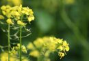 Mustard may soon be India’s top-grown oilseed