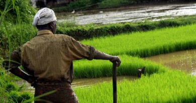 Less than 4% Indian farmers have adopted sustainable agricultural practices: CEEW