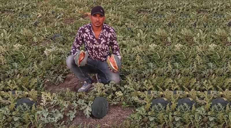 Indore Farmer fed fresh vegetables to sheep as mandi remains closed