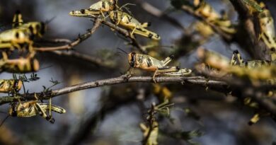 A high-tech response is helping countries win battle against desert locusts: FAO