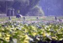 2021 China's top 100 pesticide companies announced, ADAMA tops the list