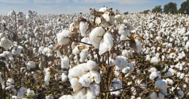 State govt warns against sowing of cotton seeds bought from Gujarat