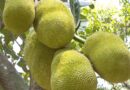 India exports Organic jackfruit from Bengaluru to Germany