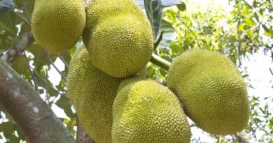 India exports Organic jackfruit from Bengaluru to Germany