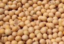 Pest resistant high yielding variety of soybean MACS 1407 for Indian farmers