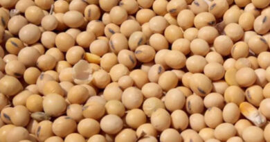 Pest resistant high yielding variety of soybean MACS 1407 for Indian farmers