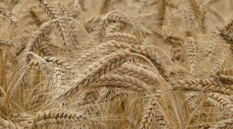 284561 MT Wheat Procured on 25th day of procurement in Punjab