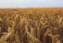 Himachal Pradesh recorded the highest wheat procurement this year