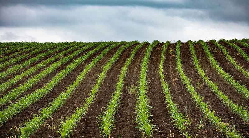 Haryana Government Will Provide Incentives On Sowing Water-Saving Crops