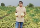 Muskmelon farmer harvests 1.5 lakh profit per acre