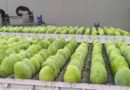 GI certified Jardalu mangoes from Bihar exported to United Kingdom