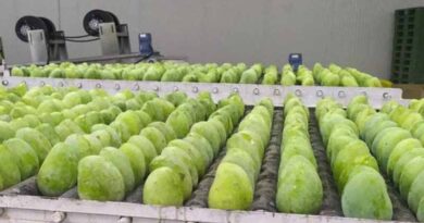 GI certified Jardalu mangoes from Bihar exported to United Kingdom