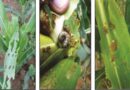 PAU Advises maize growers to control fall armyworm
