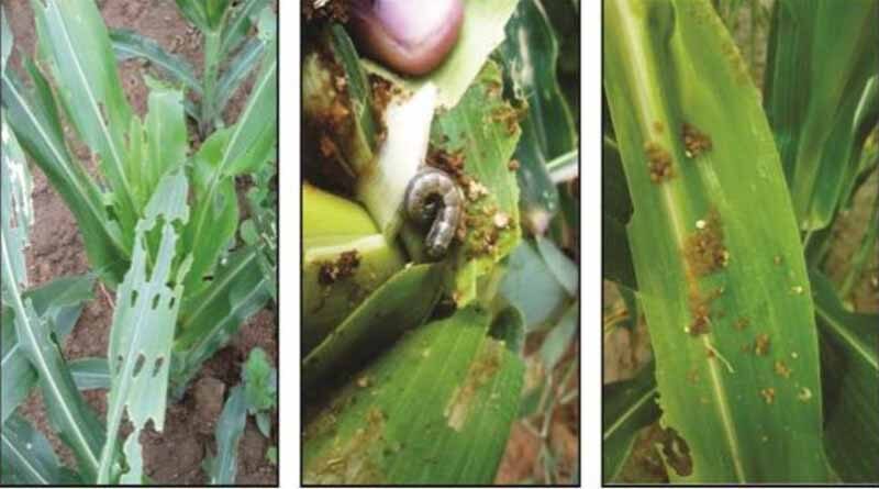 PAU Advises maize growers to control fall armyworm