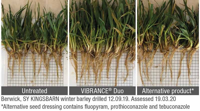 Seed treatment shows benefits in the North and Scotland