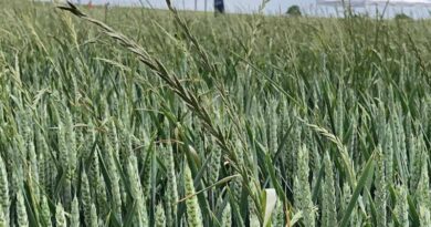 Ryegrass controls stack up
