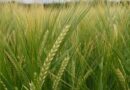 Ryegrass success from integrated options