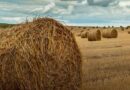 5 Tips for Buying Hay