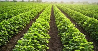 Sustainable agriculture practices by cotton farmers in India will drive global demand