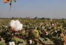 By opting for drip irrigation, cotton farmers can save water and reap profits